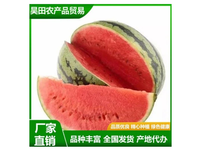 高甜砀山美都西瓜种植基地 新鲜现摘 昊田农产品 绿色健康